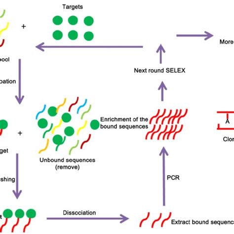 A Schematic Representation Of The Selex Strategy Of Aptamer Selection