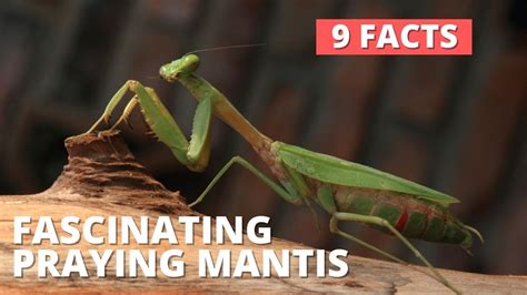 Praying Mantis Facts 9 Fascinating Facts About Praying Mantis Mantids Youtube