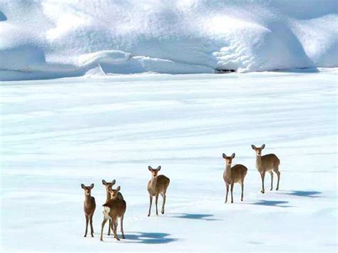 Winter attractions in Mt. Fuji and this winter — Fujisan Curator