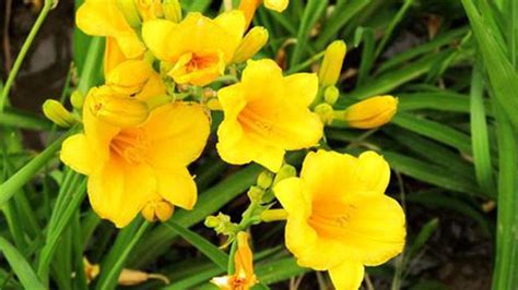 Daylily Info How To Grow And Care For Day Lily Rayagarden