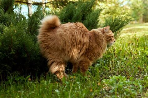 Perché il mio gatto urina sul letto o sul divano Come mi devo comportare