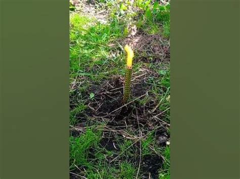 бенгальський вогонь - YouTube