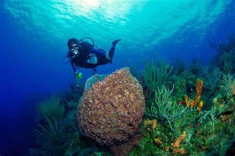 Beginner Scuba Diving Tour in the Florida Keys - TripShock!