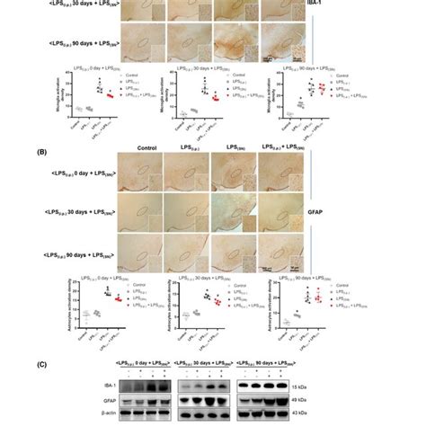 Effects Of LPS I P On LPS SN Induced Activation Of Glial Cells In