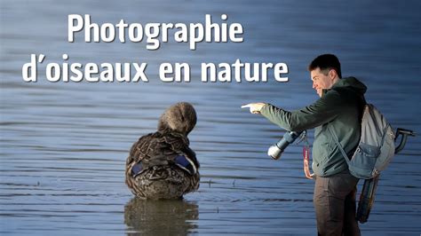 DÉTENTE EN NATURE Sortie en soirée avec les sarcelles et les souchets