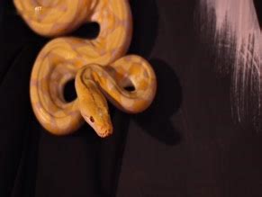 The Devil Frame Nude Scenes Aznude