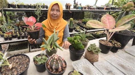 Tips Merawat Tanaman Dalam Ruangan Houseplant Penghobi Baru