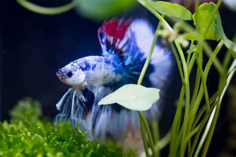 Live Fish Food For Betta Fish - Pet Food Guide