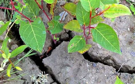 🏡 Can Japanese Knotweed Damage Buildings And Property