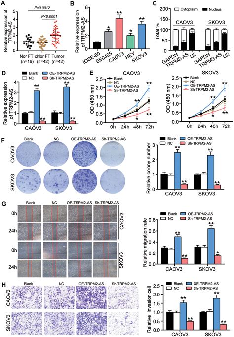 Lncrna Trpm2 As Promotes Ovarian Cancer Progression And Cisplatin