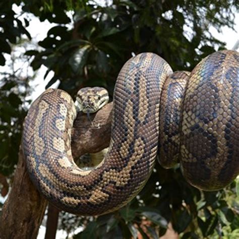 Meet And Get Up Close To Our Snakes | WILD LIFE Sydney Zoo