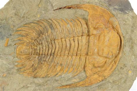 4 9 Cambrian Trilobite Acadoparadoxides Tinjdad Morocco 243903