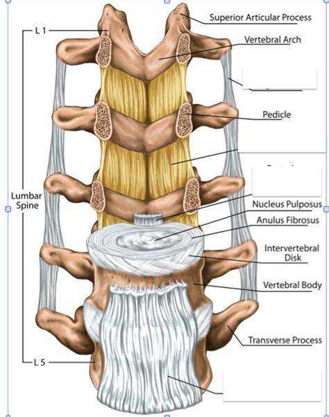 Joints And Ligaments Of The Vertebral Column Diagram Quizlet Sexiz Pix