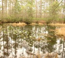 15+ okefenokee swamp plants - AbbiChristabel