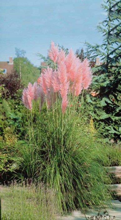 Cortaderia Selloana Rosea Herbe De La Pampa Rose Gramin Es S S