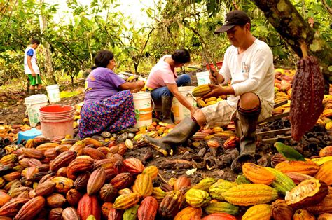 Cacao Impulsan Certificaci N De Huella De Carbono En Productores Del