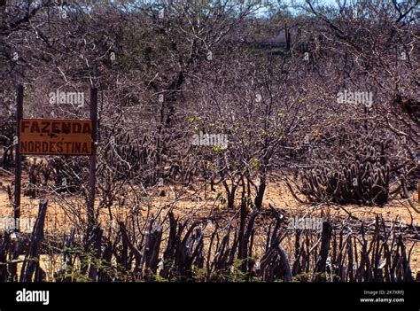 Caatinga Biome A Semi Arid Scrub Forest Situated In The Northeast Of