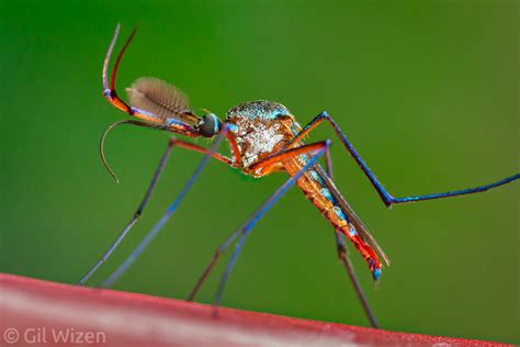 Order Diptera Flies And Mosquitoes Gil Wizen