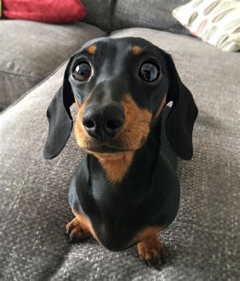 Dachshund Dachshund Puppies Pet Dogs Dachshund Dog