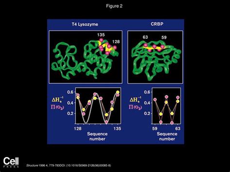 Watching Proteins Move Using Site Directed Spin Labeling Ppt Download