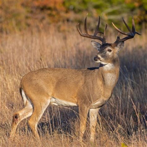 20242025 Georgia Hunting Season Dates Cherokee Feed And Seed