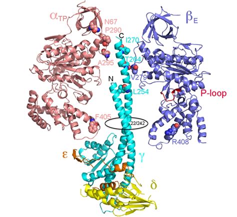 Figure 3 ATP synthase