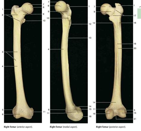 Diagram Of Bony Landmarks Of The Femur Quizlet