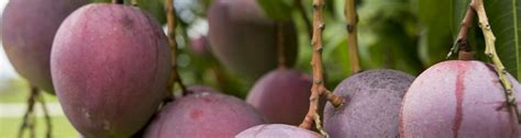 Slicing Mango Ufifas Extension Indian River County