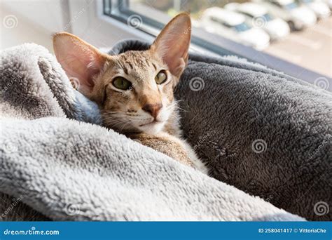 Oriental Shorthair Tabby Kitten Sleeping Near The Window Stock Image