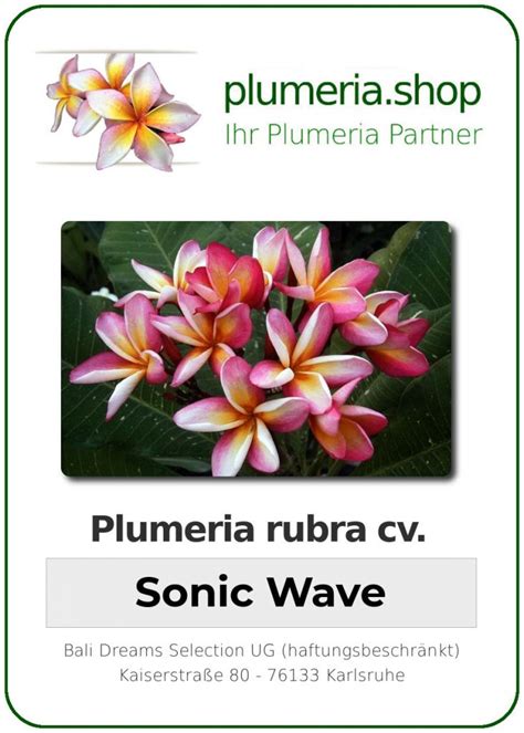 Plumeria Rubra Sonic Wave Variegated Wurzelnackt Plumeria Shop