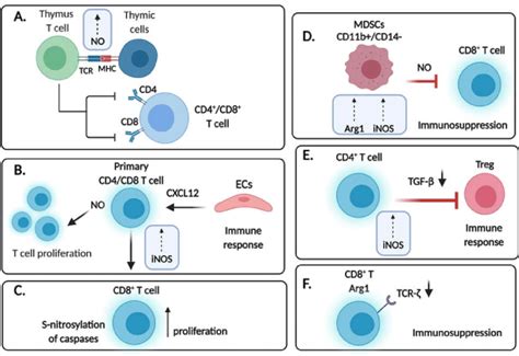 Regulation Of T Cells By Endogenous No A Increased Inos And No