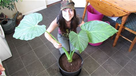 Re Potting My Big Alocasia Plant Elephants Ear Houseplant Youtube