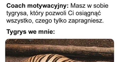 Repostuj Pl Tygrys Na Skal Naszych Mo Liwo Ci