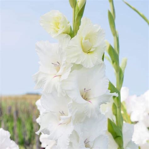 Get Gladiolus White Prosperity Summer Flowering Bulb In Mi At English