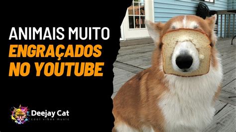 Cachorros E Gatos Engra Ados Demais Tente N O Rir Youtube