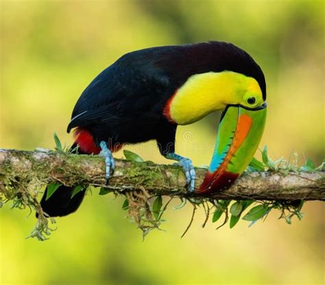 A Keel Billed Toucan Perched On A Branch Stock Photo Image Of Nature