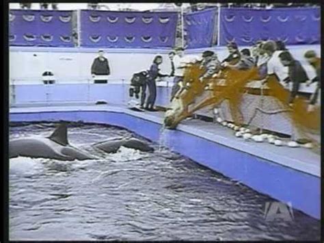 SeaWorld Will Keep TILIKUM - YouTube