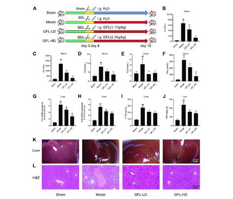 Effect Of Gfl On Liver Injury And Inflammation In Mice A C Bl