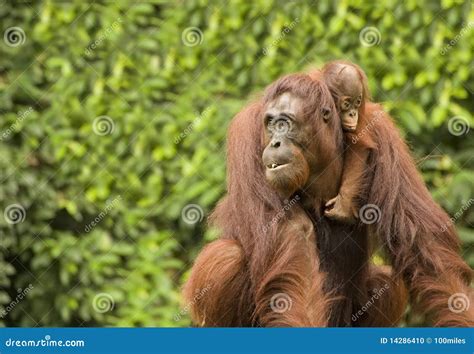 Orangutan stock photo. Image of intelligent, creature - 14286410