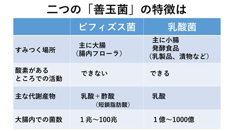 乳酸菌とビフィズス菌の違いはなに 大腸・小腸とのかかわりは