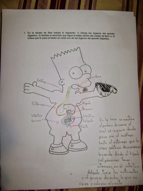 Christian Blog Y Bart Simpson Y El Aparato Digestivo Individual