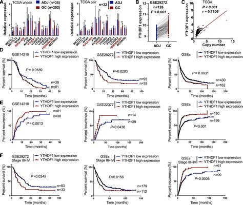 Frontiers The M A Reader Ythdf Facilitates The Tumorigenesis And