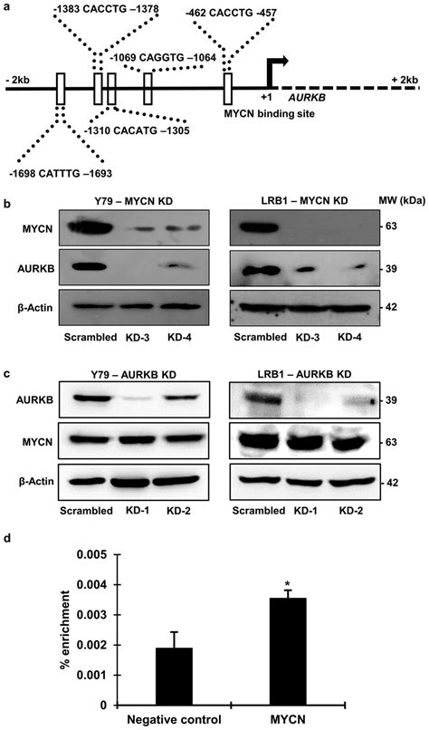 The Expression Of Aurkb Is Regulated By Mycn In Rb Cells A Presence