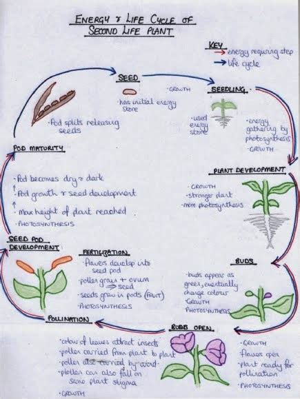 ICSE Board : ICSE Class 5 Syllabus,Question Papers and Sample Papers