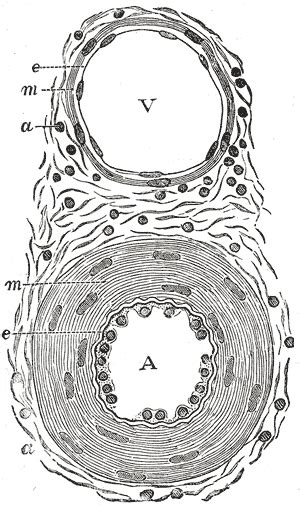 Blood Vessels Structural Components And Angiogenesis