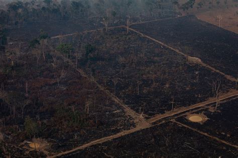 Brasile la deforestazione in Amazzonia è esplosa con Bolsonaro Ma