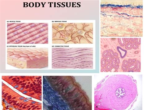 SOLUTION: Part 1 epithelial tissues histology - Studypool