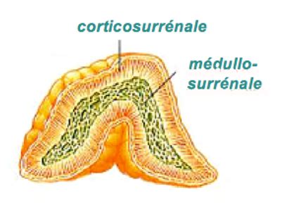 Glande surrénale une structure complexe stress