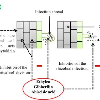 Effects of plant hormones on nodulation process in legume-rhizobia ...