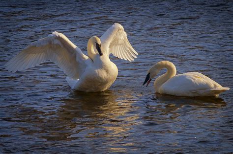 Swan Camera - PentaxForums.com